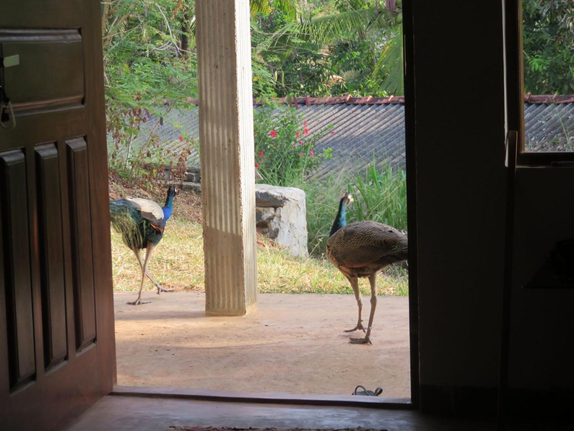 Pemuyan Mirissa70 Bed & Breakfast Exterior photo